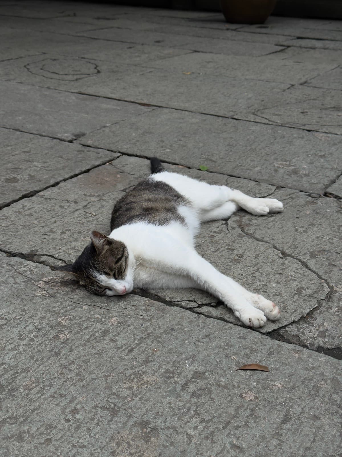 A white and tabby cat lying upside down on a cracked stone pavement, stretching with all four paws in the air.